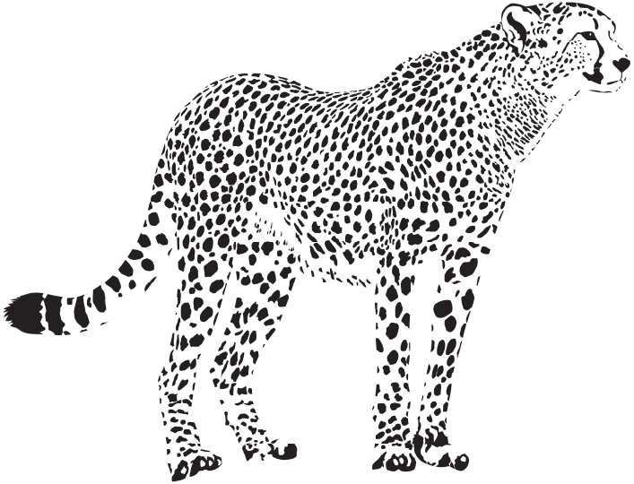 Illustration d'un guépard pour Pamoja, massages bien-être à Montpellier