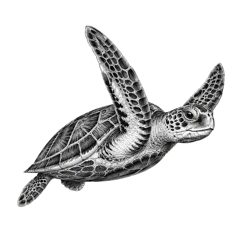 massage pamoja montpellier tortue transp